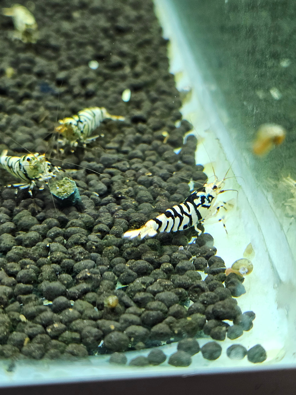 Caridina Fancy tiger black en aquarium - le comptoir aquatique