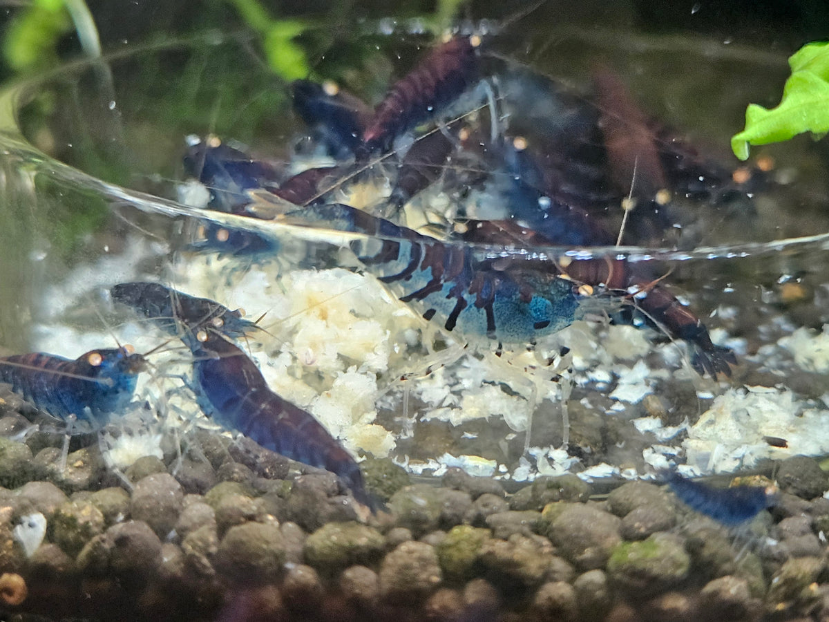 Crevette Caridina Tiger Blue Orange Eyes – Le comptoir aquatique