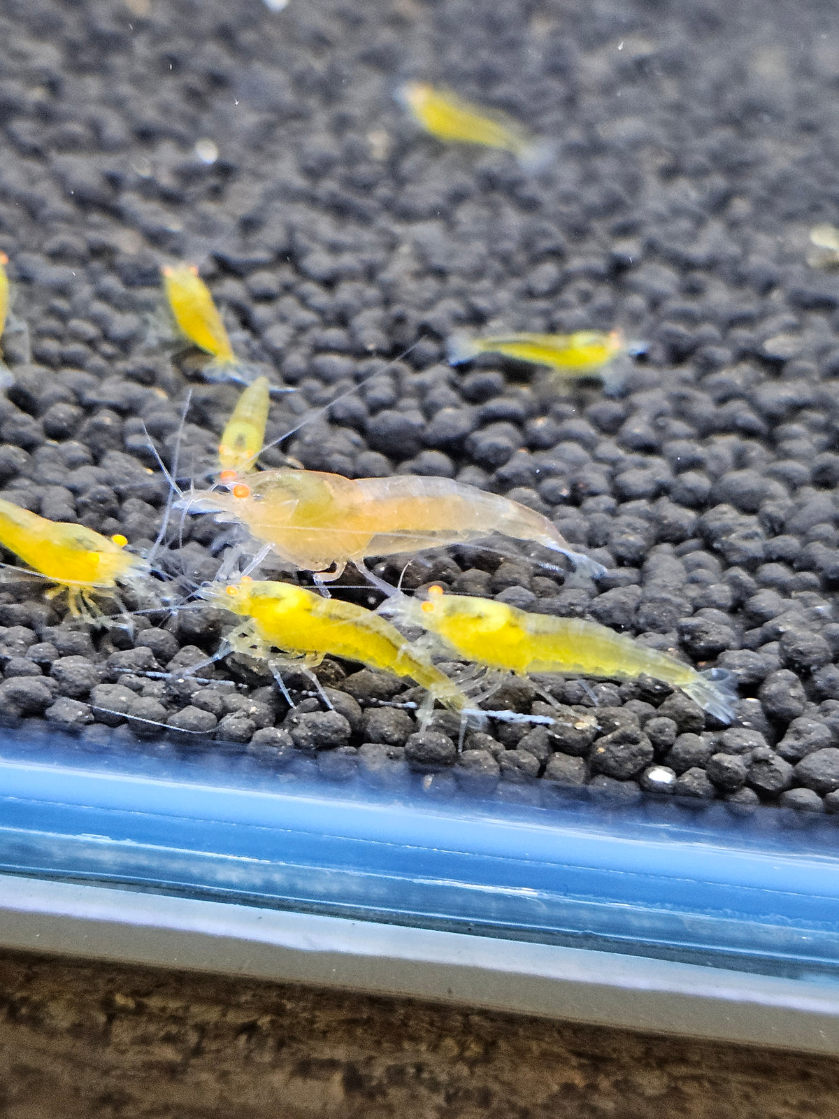 Crevette Caridina Yellow King Kong Orange Eyes – Le comptoir aquatique