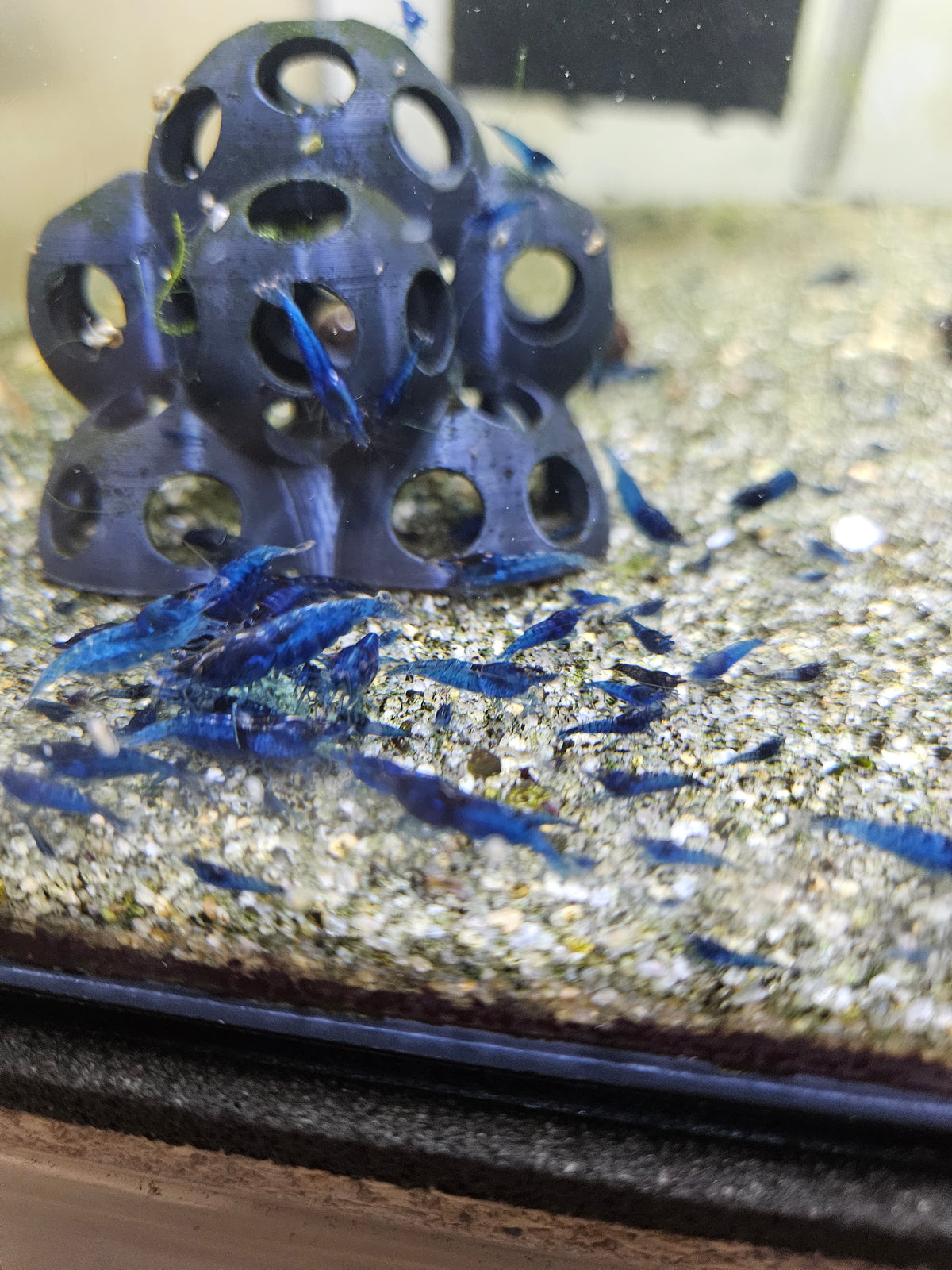 Crevette Neocaridina Blue Velvet