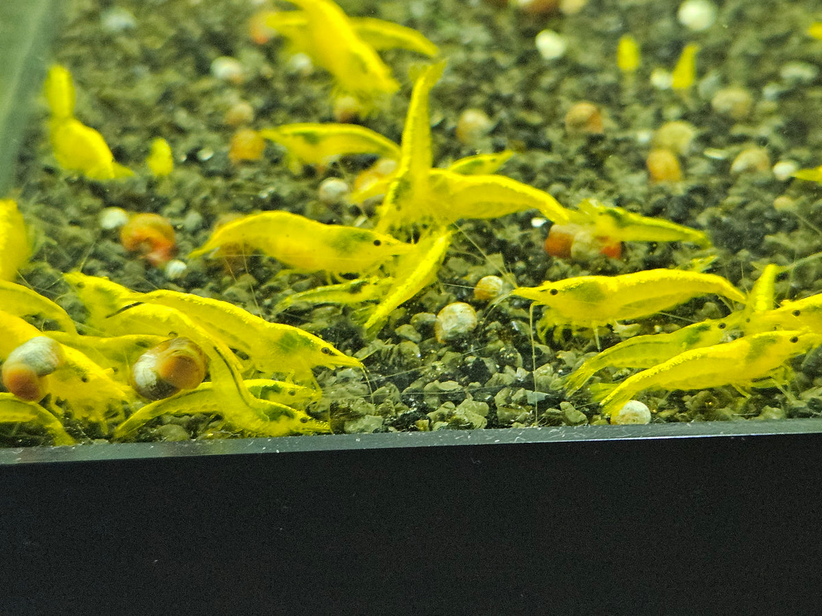 Crevette Neocaridina Yellow neon en aquarium – Le comptoir aquatique