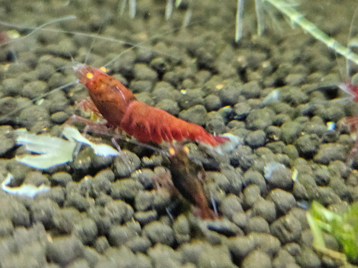 Caridina Red devil orange eyes en aquarium - le comptoir aquatique