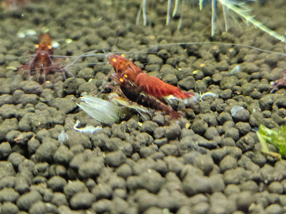 Caridina Red devil orange eyes en aquarium - le comptoir aquatique