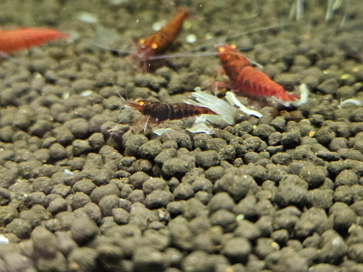 Caridina Red devil orange eyes en aquarium - le comptoir aquatique