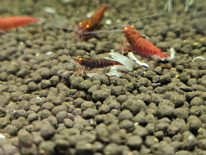 Caridina Red devil orange eyes en aquarium - le comptoir aquatique