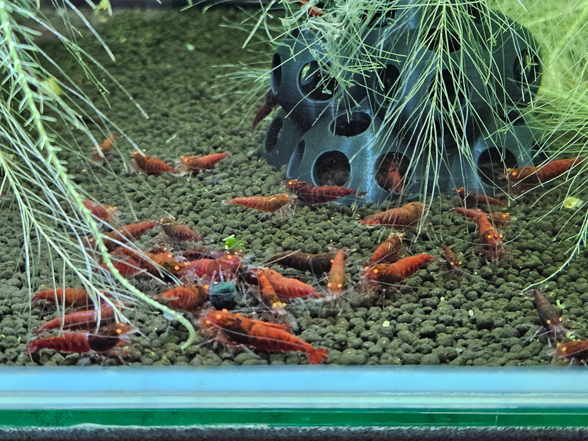 Caridina Red devil orange eyes en aquarium - le comptoir aquatique