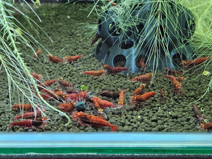 Caridina Red devil orange eyes en aquarium - le comptoir aquatique
