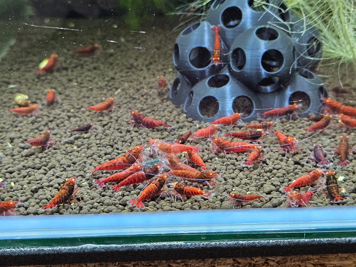 Caridina Red devil orange eyes en aquarium - le comptoir aquatique