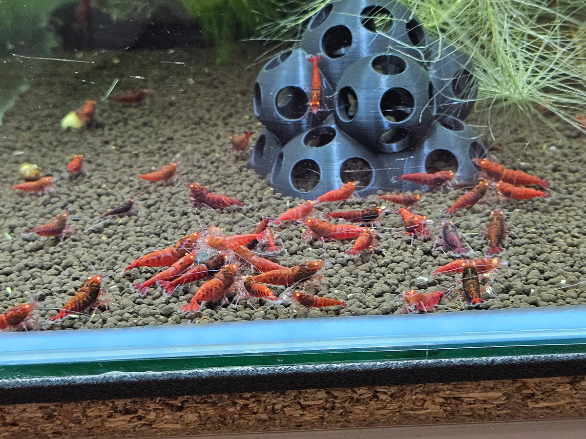 Caridina Red devil orange eyes en aquarium - le comptoir aquatique
