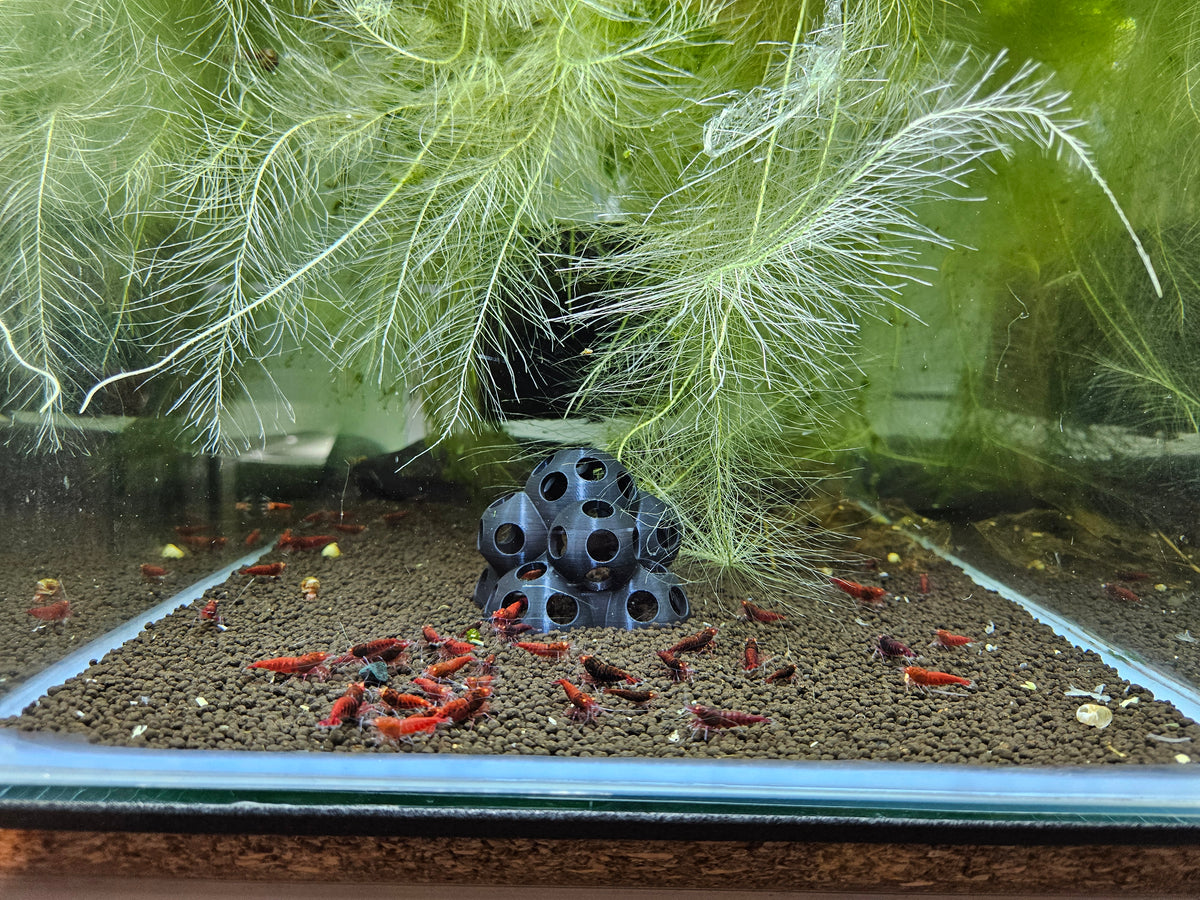 Caridina Red devil orange eyes en aquarium - le comptoir aquatique