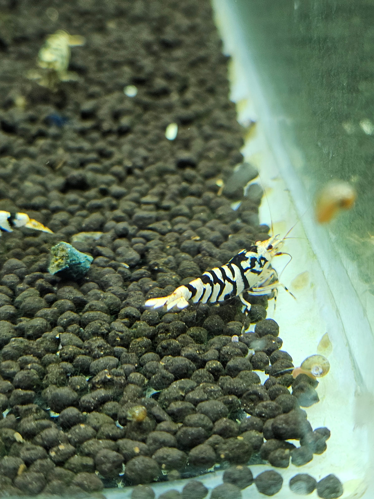 Caridina Fancy tiger black en aquarium - le comptoir aquatique