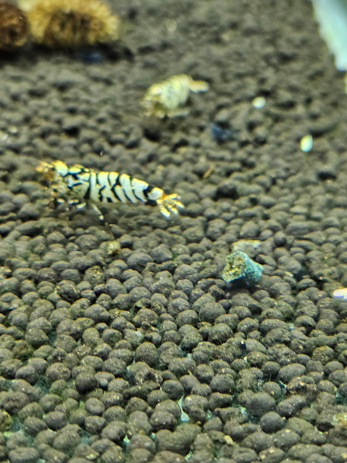 Caridina Fancy tiger black en aquarium - le comptoir aquatique