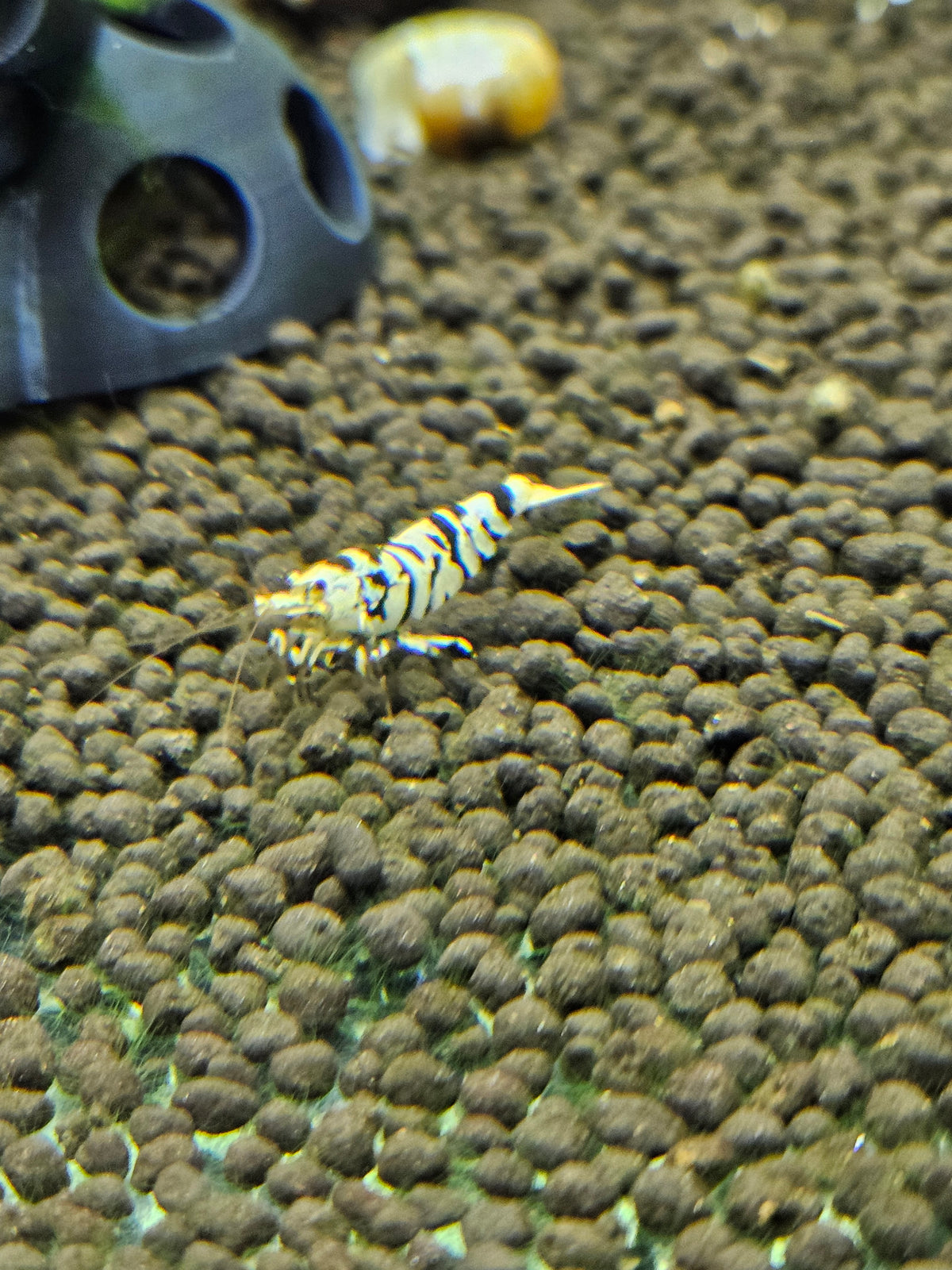 Caridina Fancy tiger black en aquarium - le comptoir aquatique