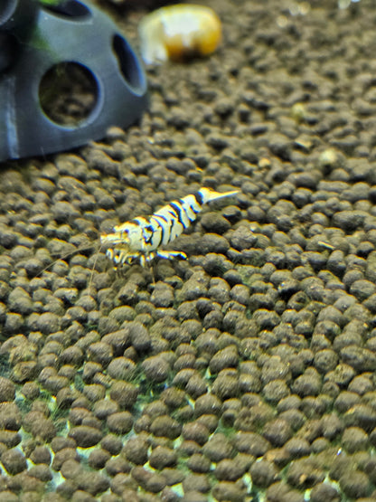 Caridina Fancy tiger black en aquarium - le comptoir aquatique