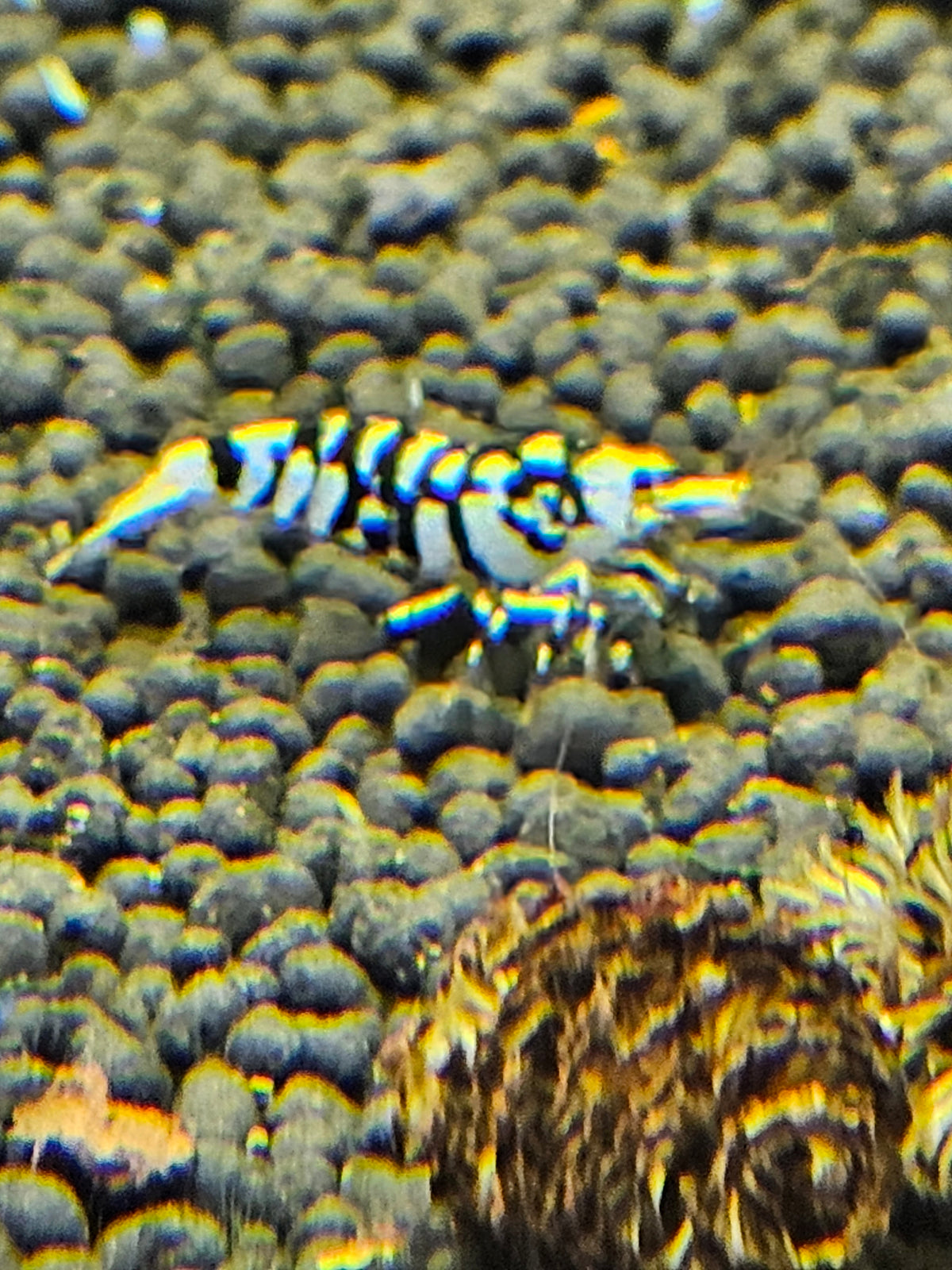 Caridina Fancy tiger black en aquarium - le comptoir aquatique