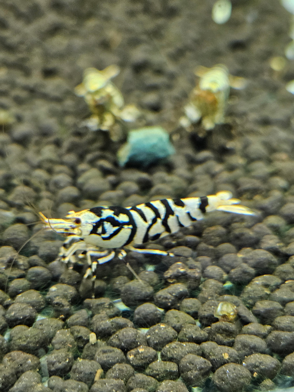 Caridina Fancy tiger black en aquarium - le comptoir aquatique