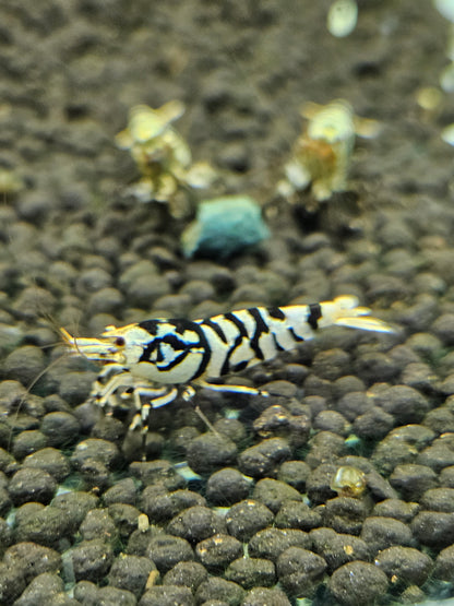 Caridina Fancy tiger black en aquarium - le comptoir aquatique