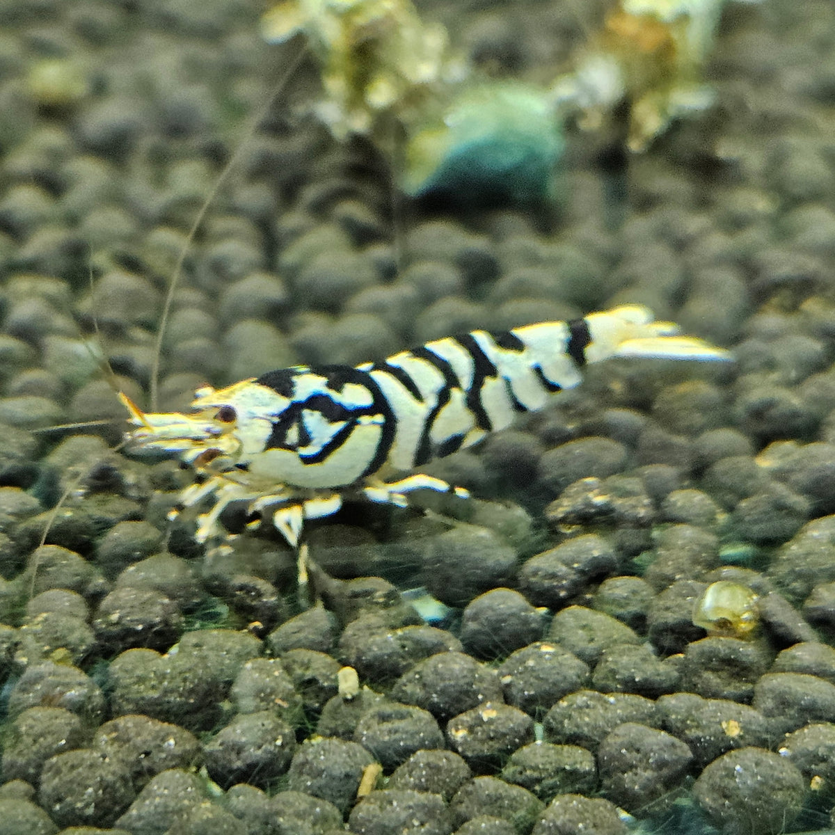 Caridina Fancy tiger black en aquarium - le comptoir aquatique
