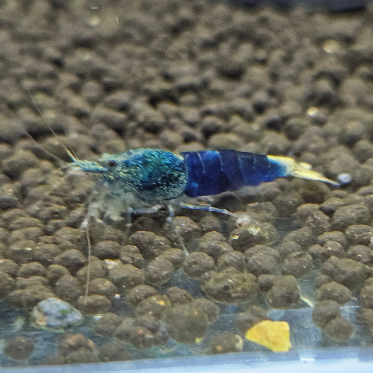 Caridina crazy blue en aquarium - le comptoir aquatique