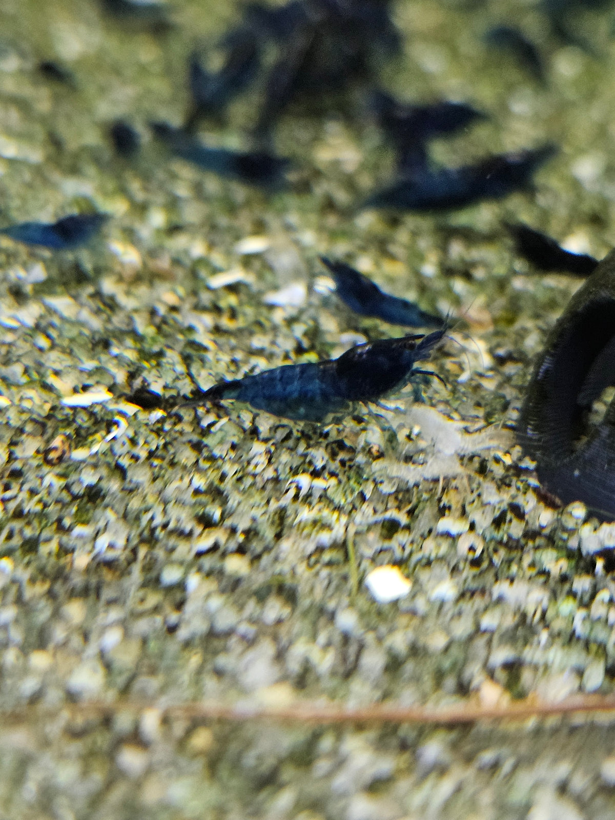Crevette Neocaridina Blue velvet en aquarium – Le comptoir aquatique