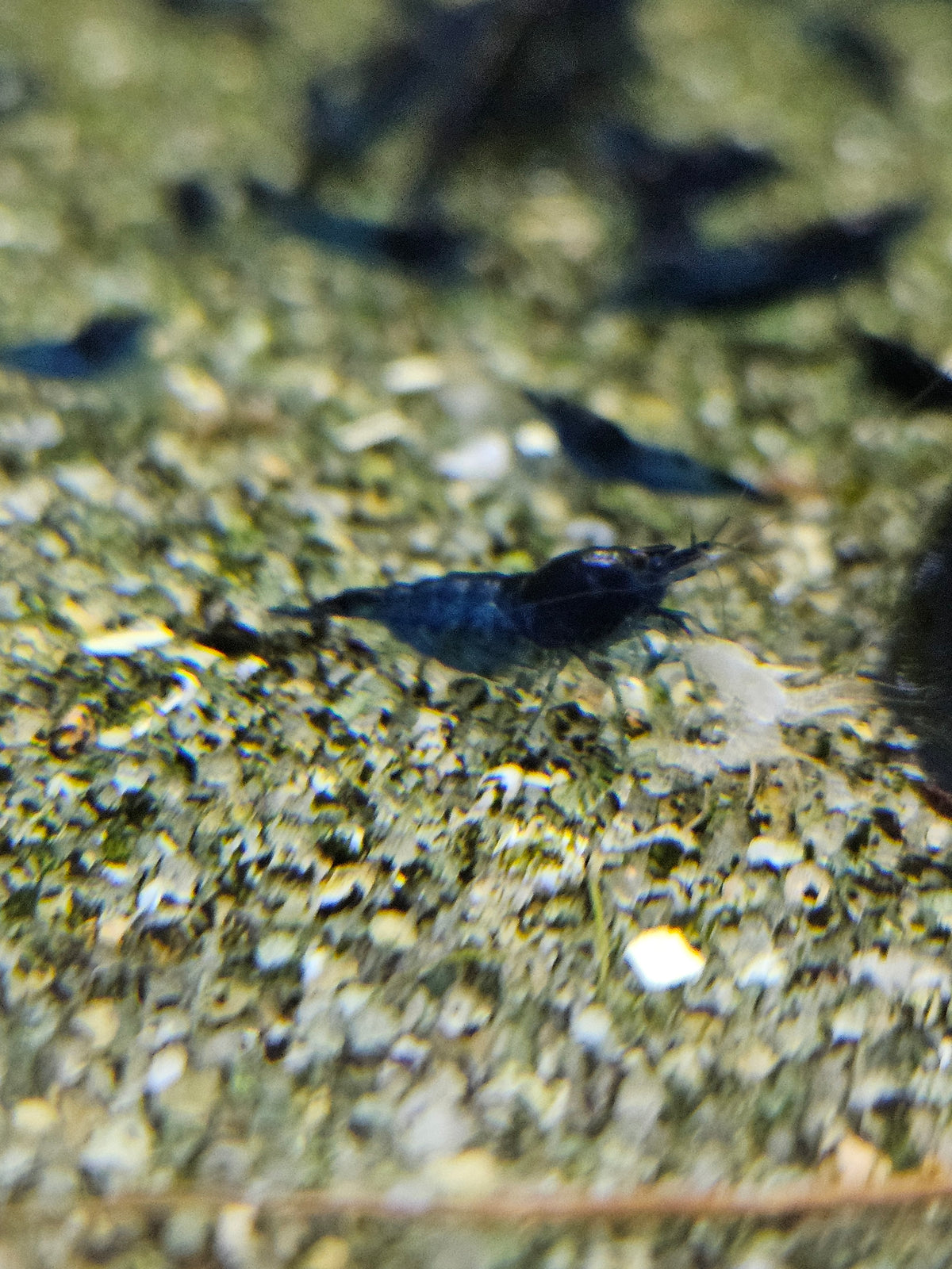 Crevette Neocaridina Blue velvet en aquarium – Le comptoir aquatique