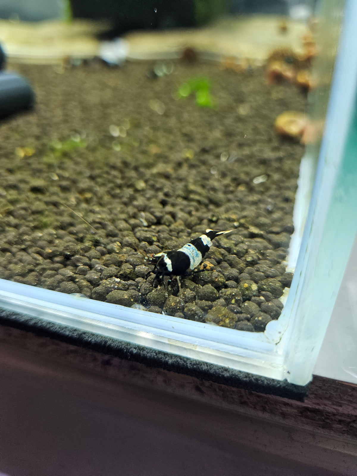 Caridina Panda blue en aquarium - le comptoir aquatique