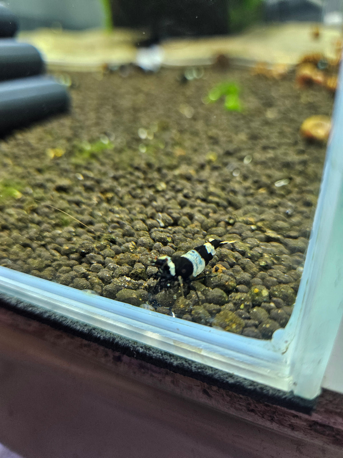 Caridina Panda blue en aquarium - le comptoir aquatique