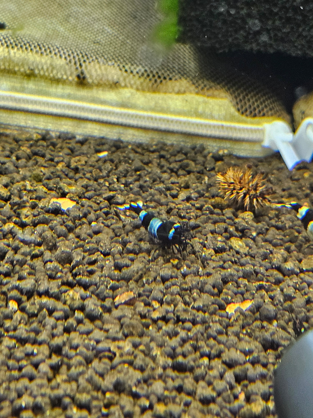 Caridina Panda blue en aquarium - le comptoir aquatique