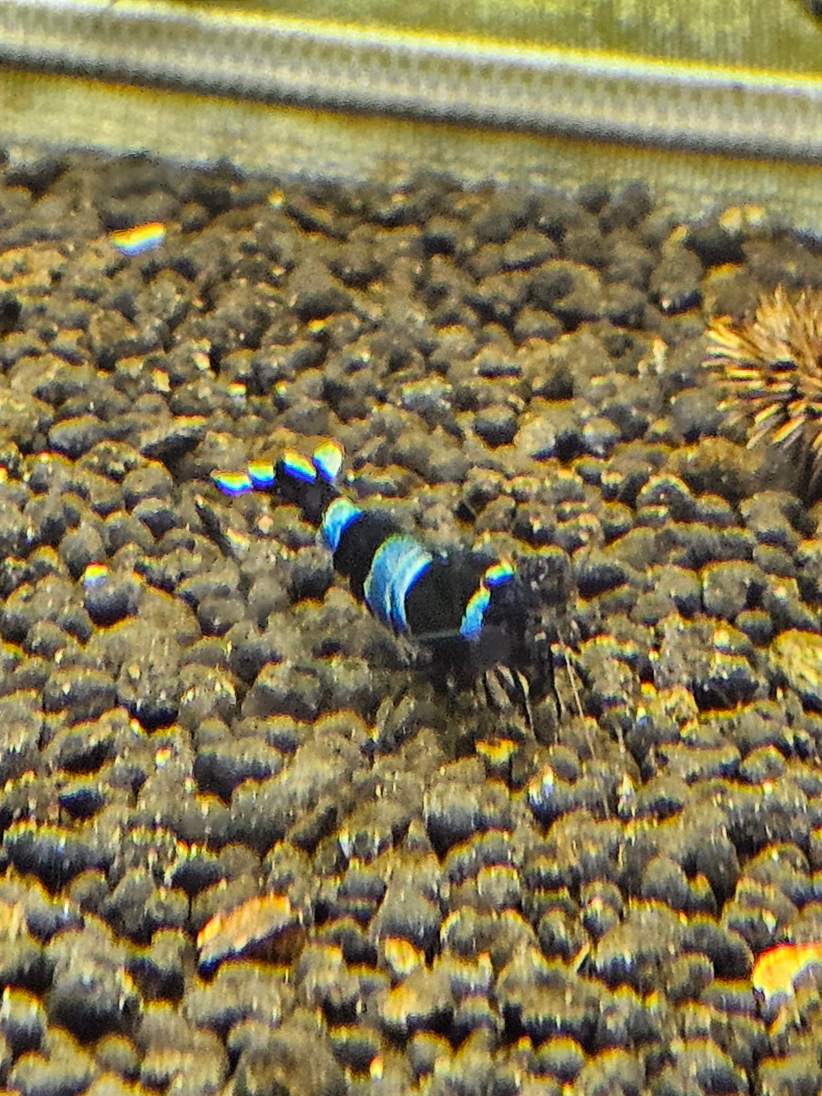 Caridina Panda blue en aquarium - le comptoir aquatique