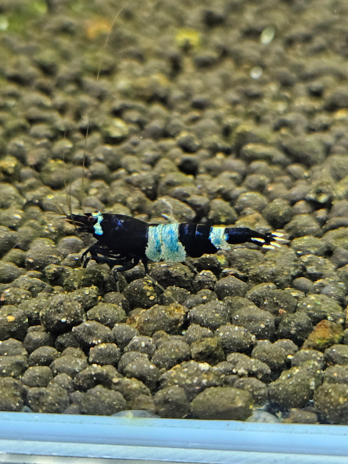 Caridina Panda blue en aquarium - le comptoir aquatique