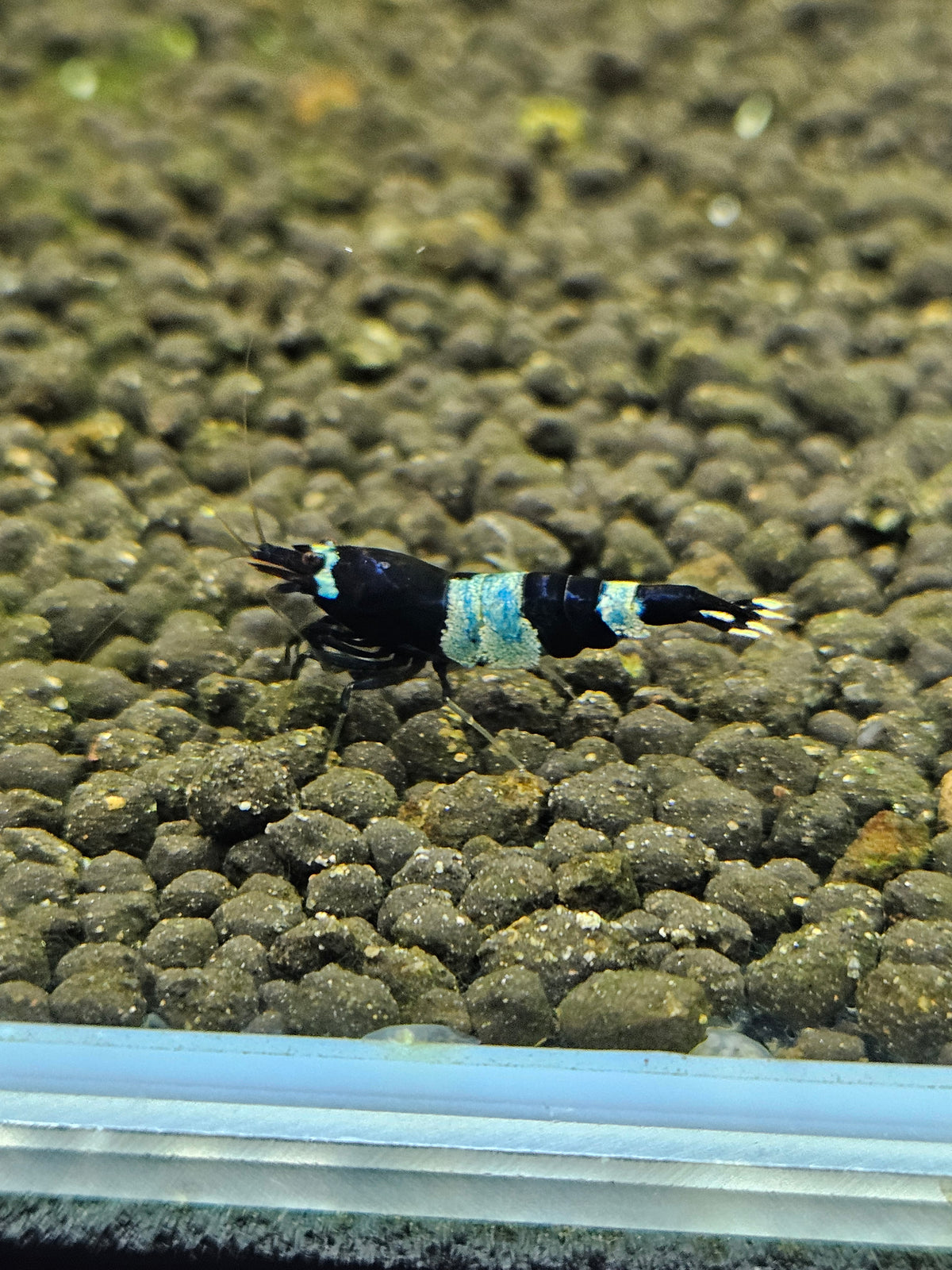 Caridina Panda blue en aquarium - le comptoir aquatique