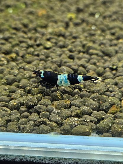 Caridina Panda blue en aquarium - le comptoir aquatique