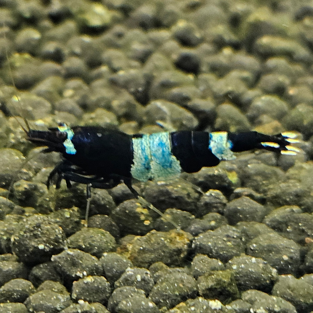 Caridina Panda blue en aquarium - le comptoir aquatique