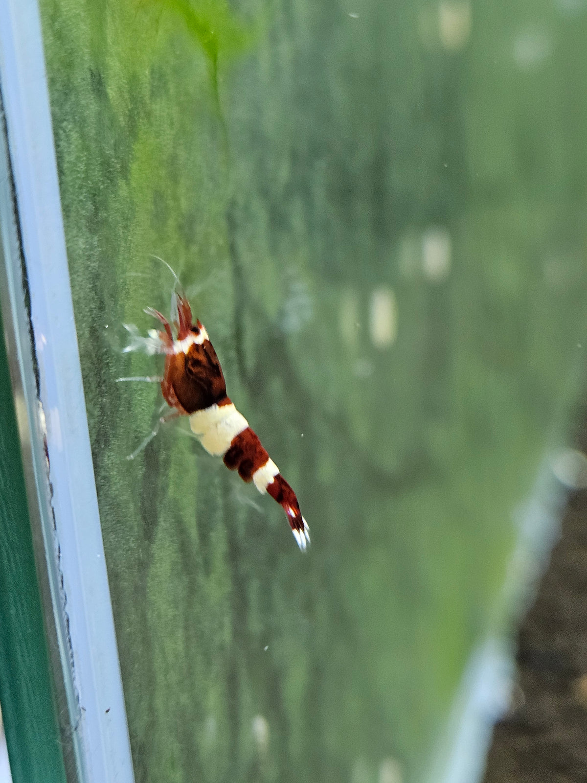 Caridina red wine en aquarium - le comptoir aquatique