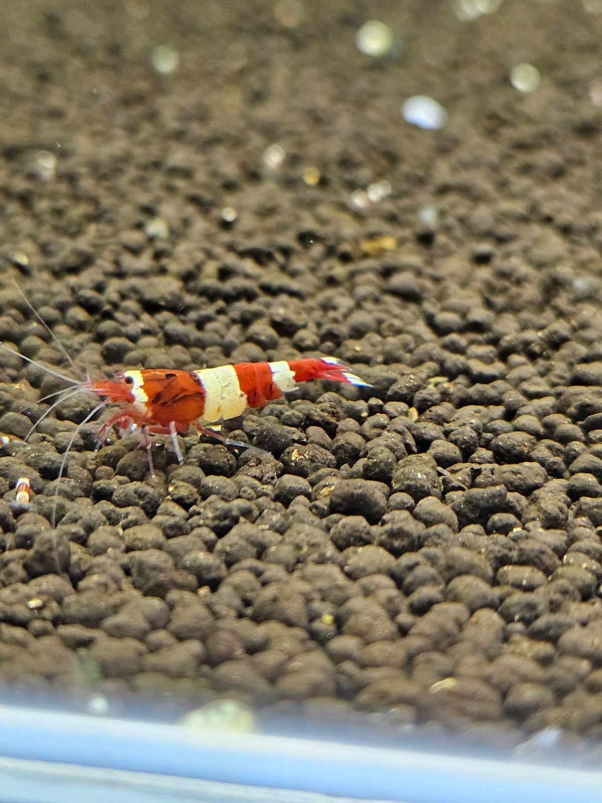 Caridina red wine en aquarium - le comptoir aquatique