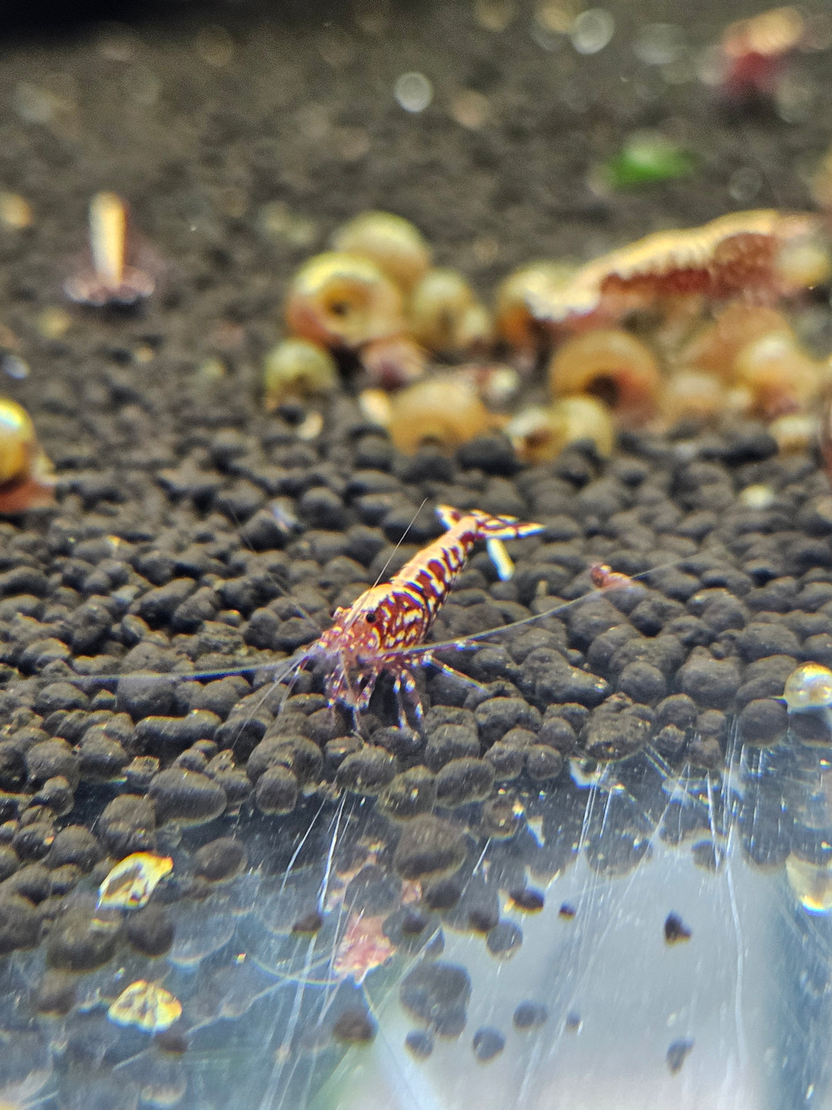 Caridina Galaxy red en aquarium - le comptoir aquatique