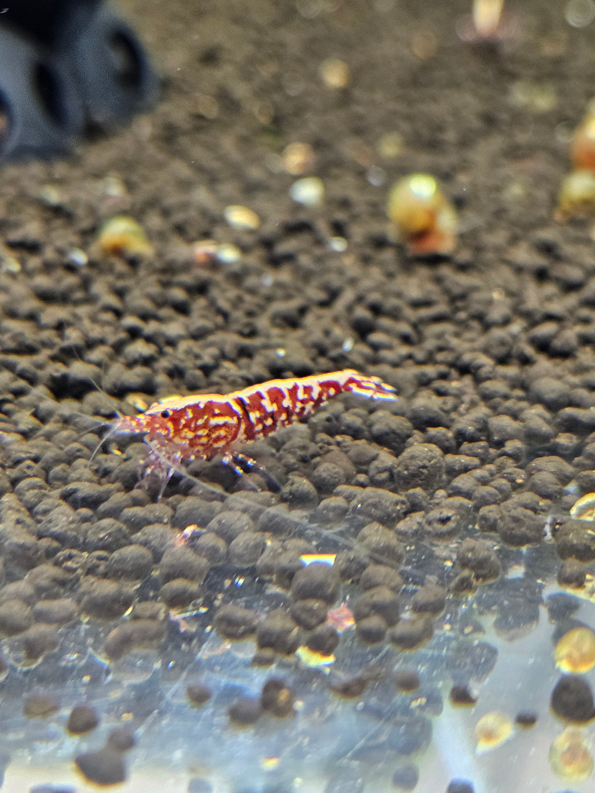 Caridina Galaxy red en aquarium - le comptoir aquatique