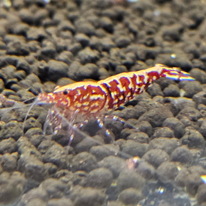 Caridina Galaxy red en aquarium - le comptoir aquatique