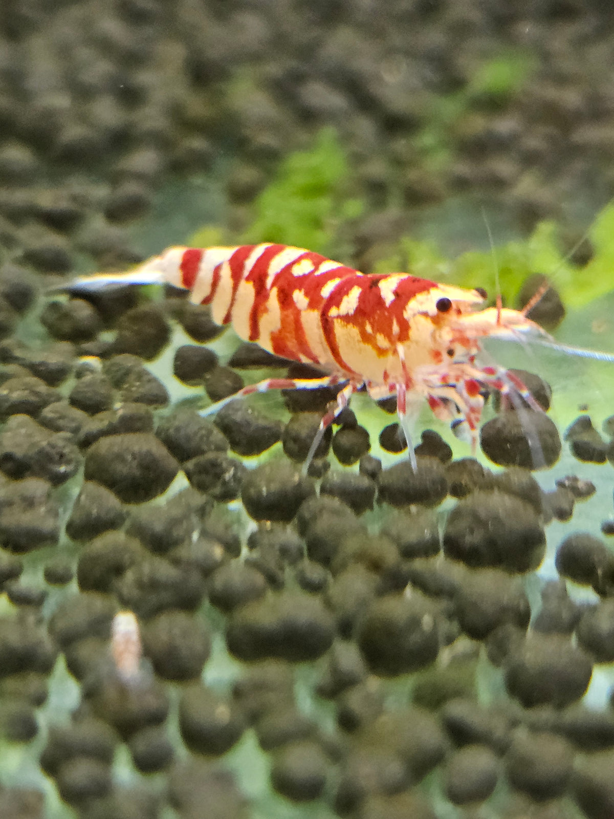 Caridina Fancy tiger red en aquarium - le comptoir aquatique