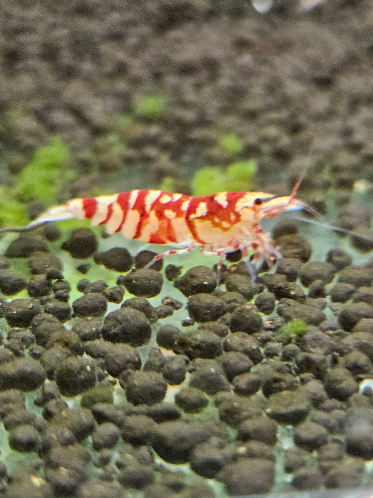 Caridina Fancy tiger red en aquarium - le comptoir aquatique