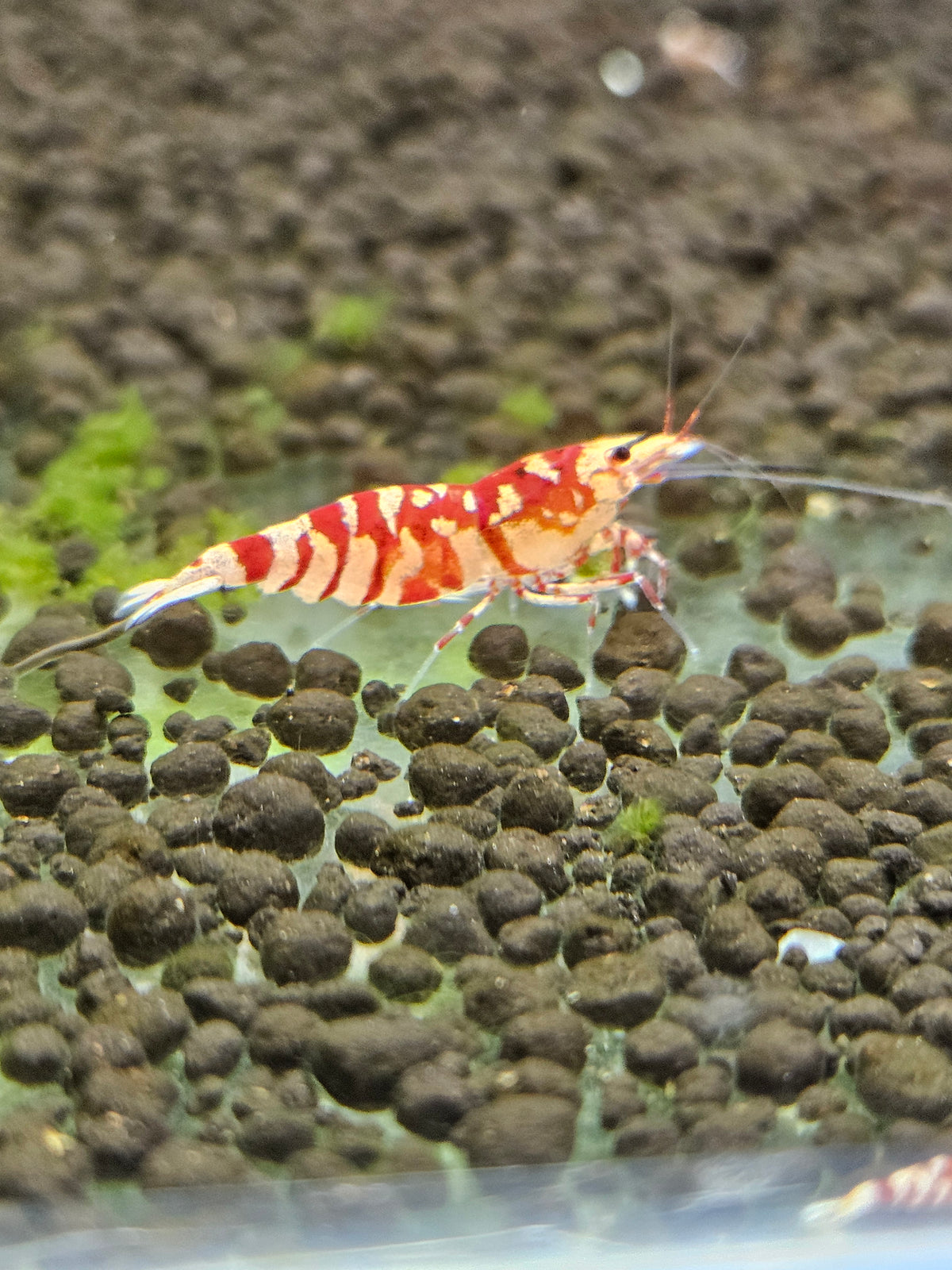 Caridina Fancy tiger red en aquarium - le comptoir aquatique