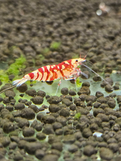 Caridina Fancy tiger red en aquarium - le comptoir aquatique