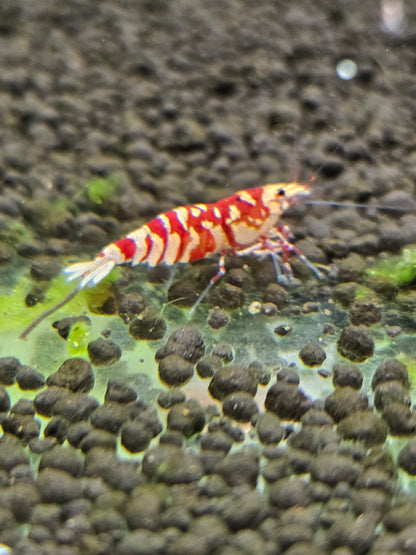 Caridina Fancy tiger red en aquarium - le comptoir aquatique