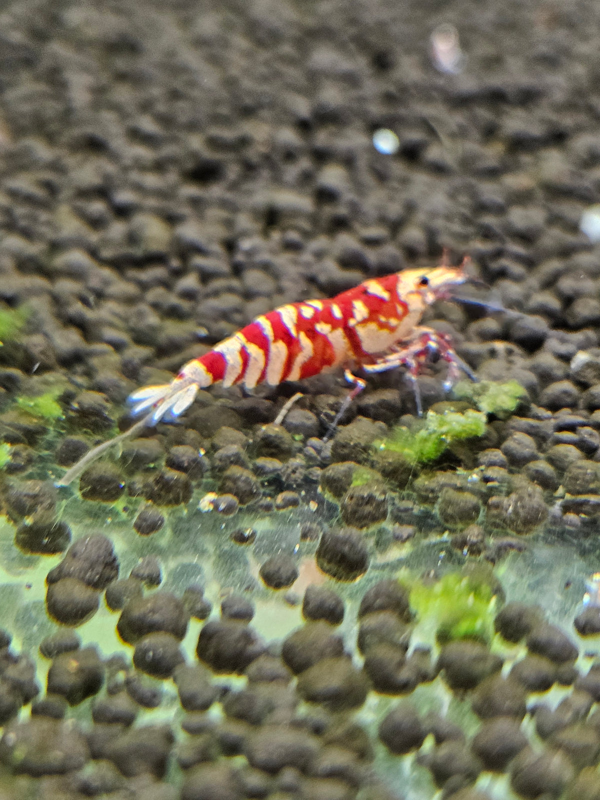 Caridina Fancy tiger red en aquarium - le comptoir aquatique