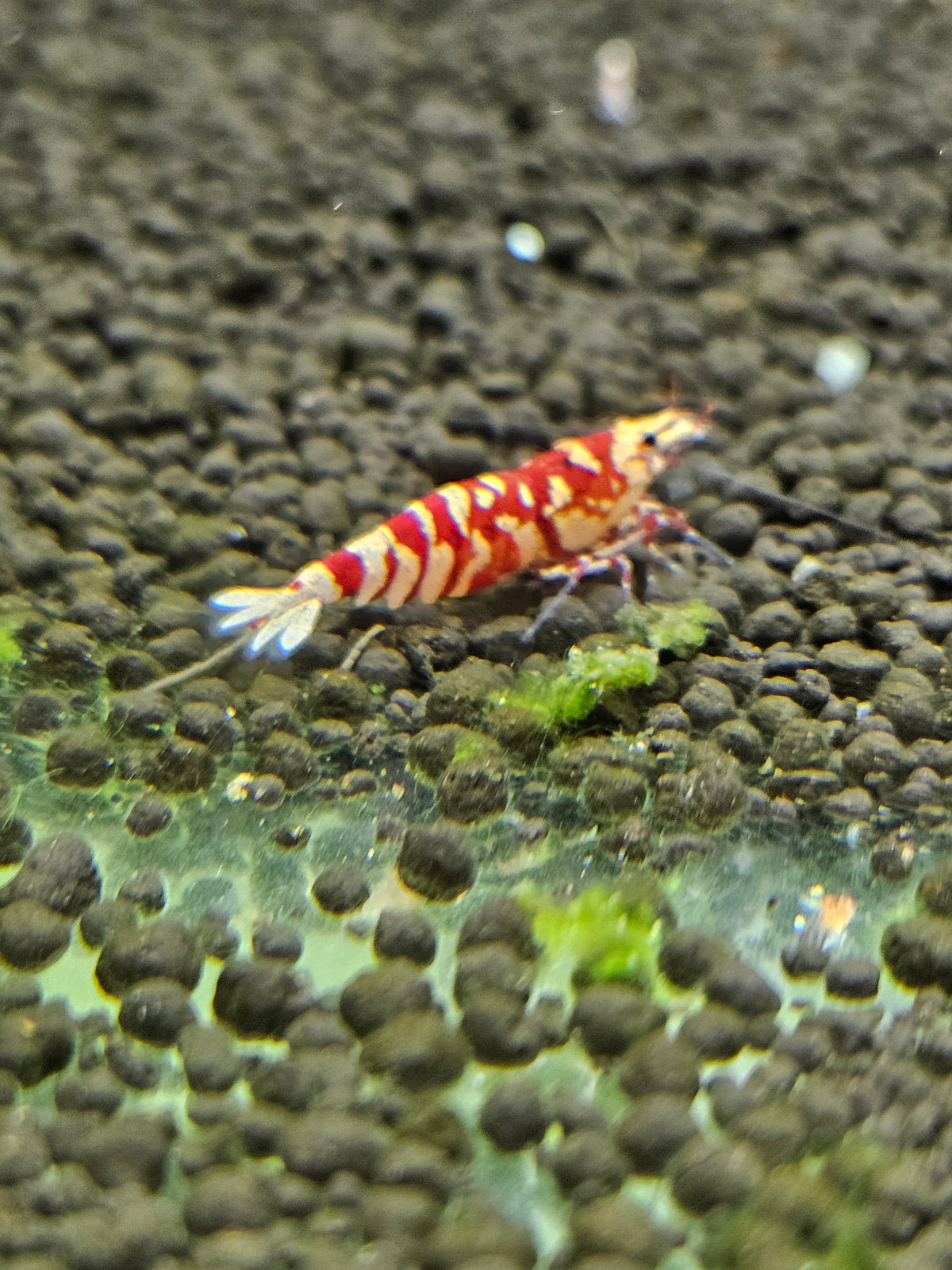 Caridina Fancy tiger red en aquarium - le comptoir aquatique