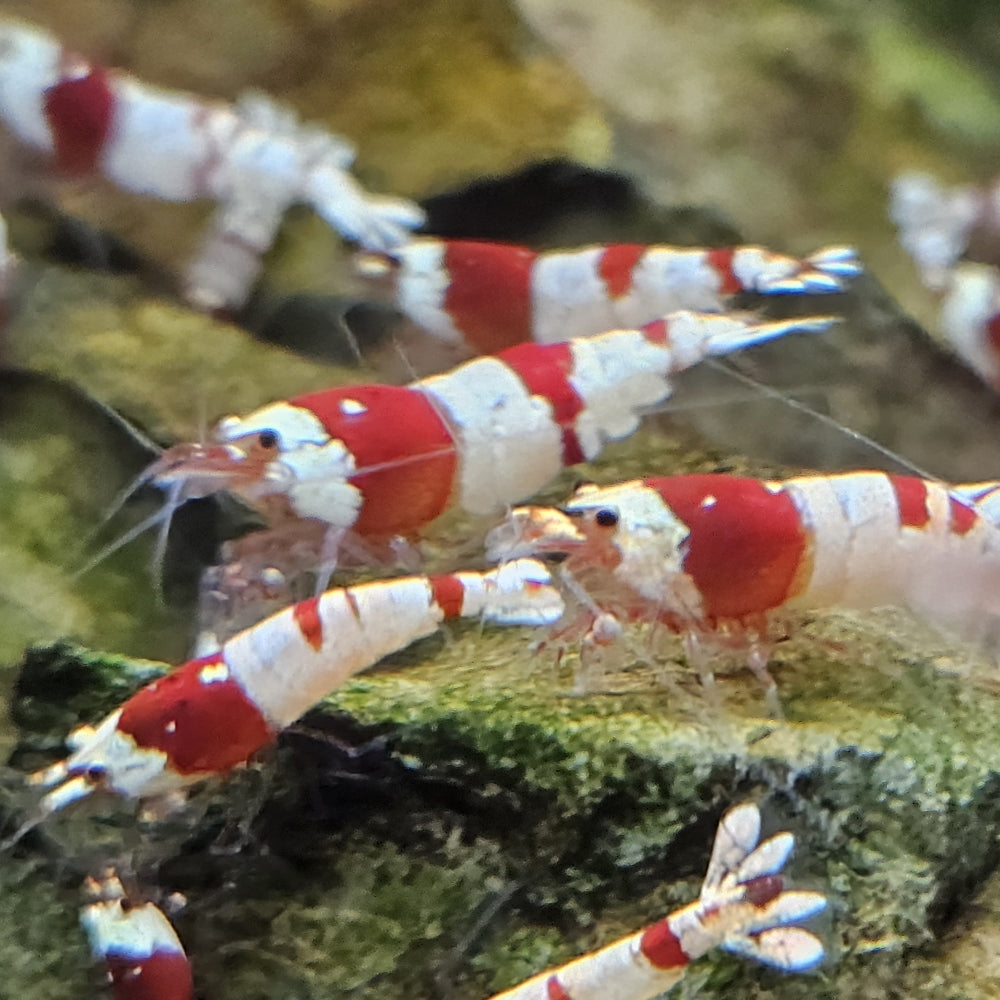 Crevette Caridina Crystal Red en aquarium – Le comptoir aquatique
