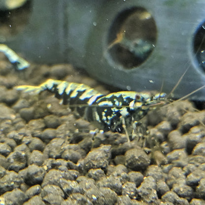 Crevette Caridina Galaxy Black en aquarium – Le comptoir aquatique