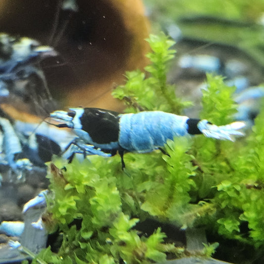 Crevette Caridina Mosura Blue en aquarium – Le comptoir aquatique
