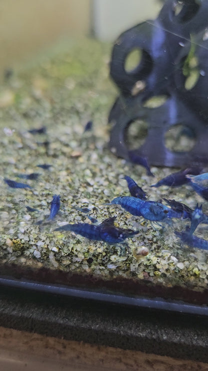 Crevette Neocaridina Blue Velvet