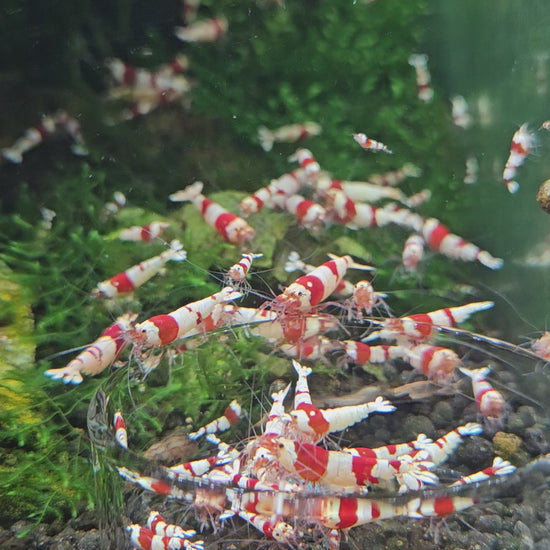 Crevette Caridina Crystal Red en aquarium – Le comptoir aquatique